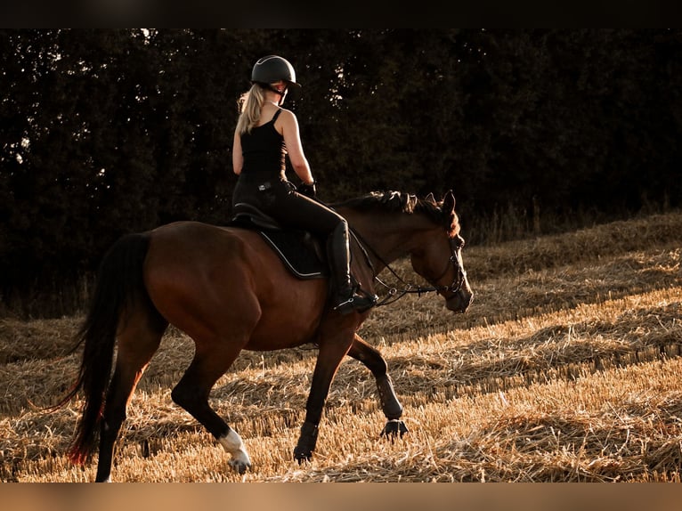Holsteiner Jument 6 Ans 175 cm Bai in Blekendorf