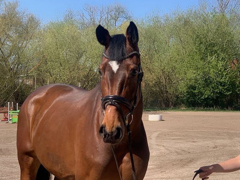 Holsteiner Jument 6 Ans 178 cm Bai in Verden (Aller)