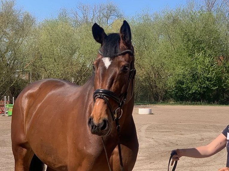 Holsteiner Jument 6 Ans 178 cm Bai in Verden (Aller)