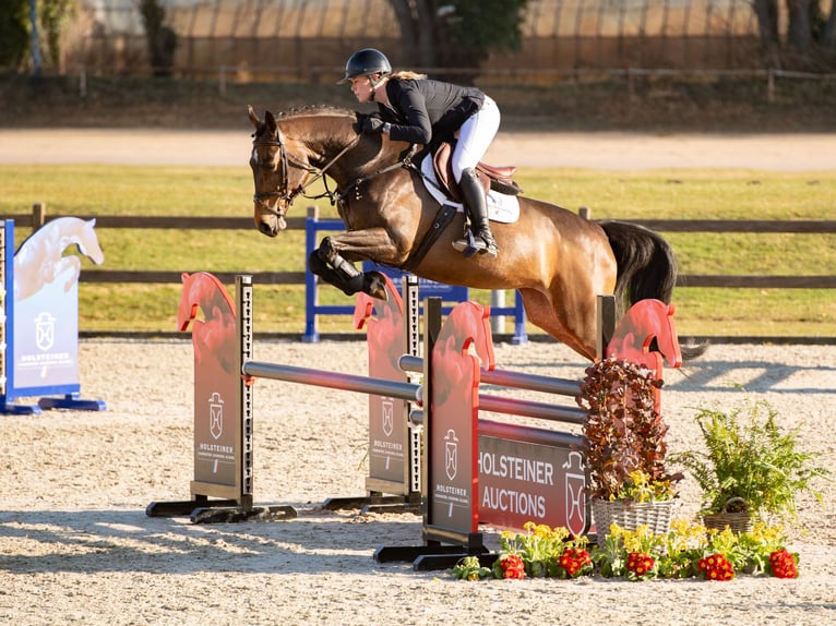 Holsteiner Jument 6 Ans Bai in Elmshorn