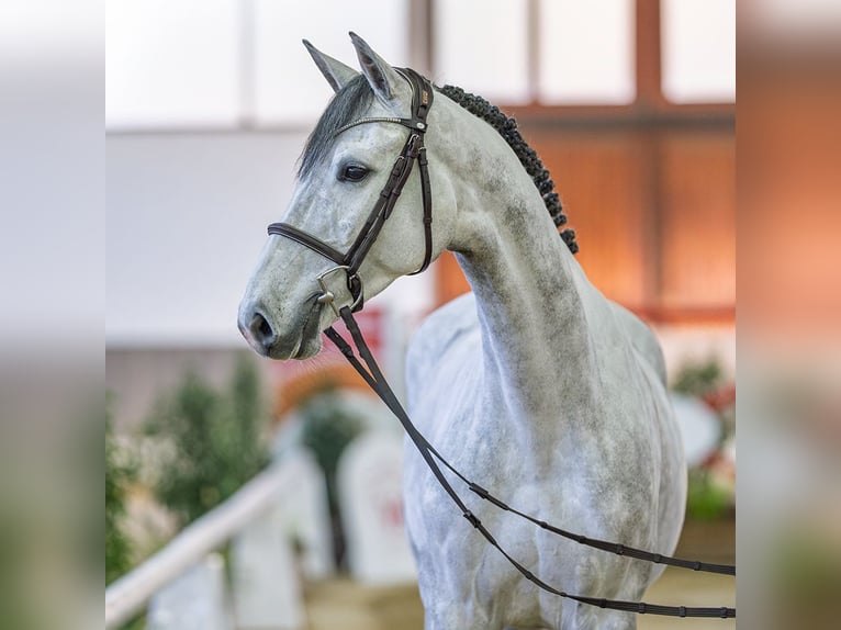 Holsteiner Jument 6 Ans Gris in Münster-Handorf