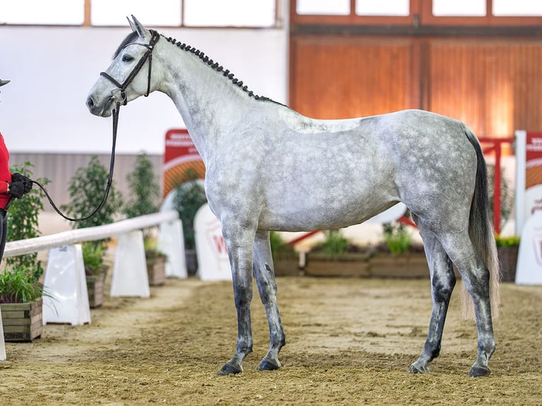 Holsteiner Jument 6 Ans Gris in Münster-Handorf