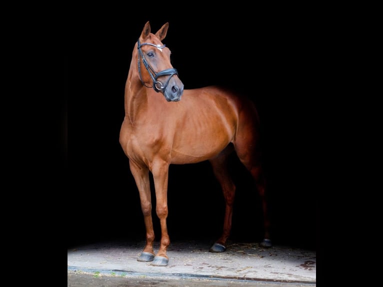 Holsteiner Jument 7 Ans 155 cm Alezan in Grande