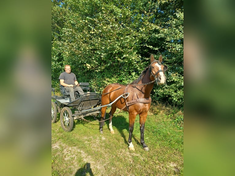 Holsteiner Jument 7 Ans 160 cm Bai in Tecklenburg