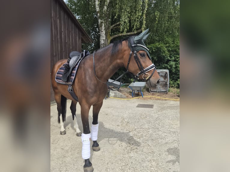 Holsteiner Jument 7 Ans 160 cm Bai brun in Ingolstadt