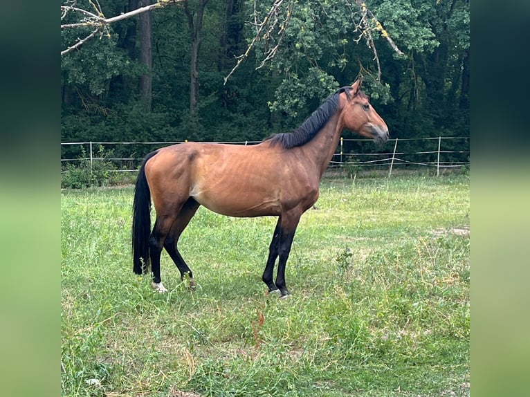Holsteiner Jument 7 Ans 160 cm Bai in Lahnau