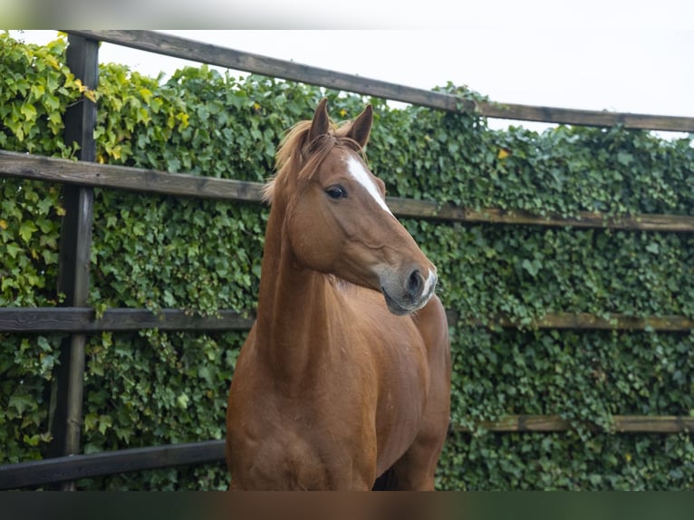 Holsteiner Jument 7 Ans 161 cm  in Waddinxveen