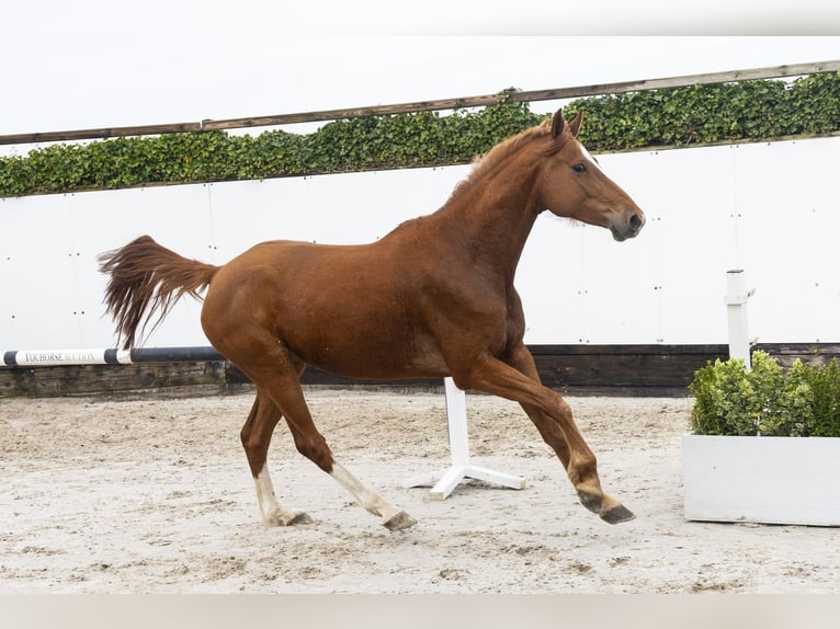 Holsteiner Jument 7 Ans 161 cm  in Waddinxveen