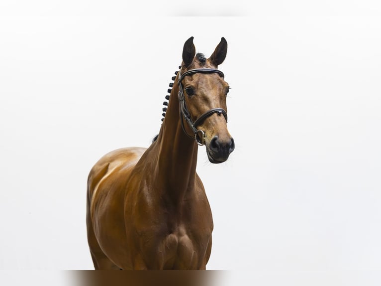 Holsteiner Jument 7 Ans 162 cm  in Waddinxveen