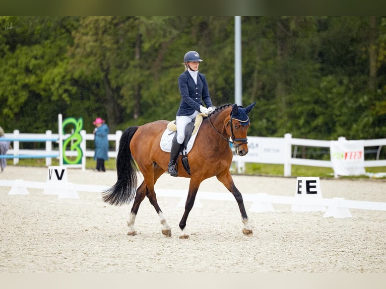 Holsteiner Jument 7 Ans 162 cm Gris noir in SZCZECIN