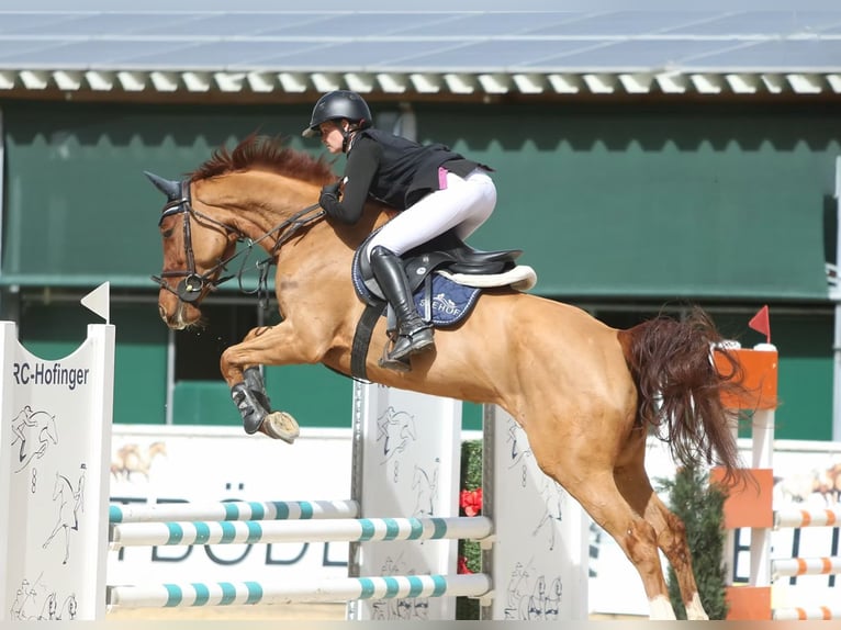 Holsteiner Jument 7 Ans 163 cm Alezan in Fraunberg