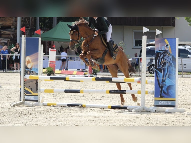 Holsteiner Jument 7 Ans 163 cm Alezan in Sonneberg