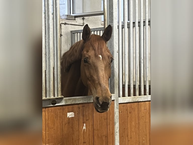 Holsteiner Jument 7 Ans 165 cm Alezan in Mintraching