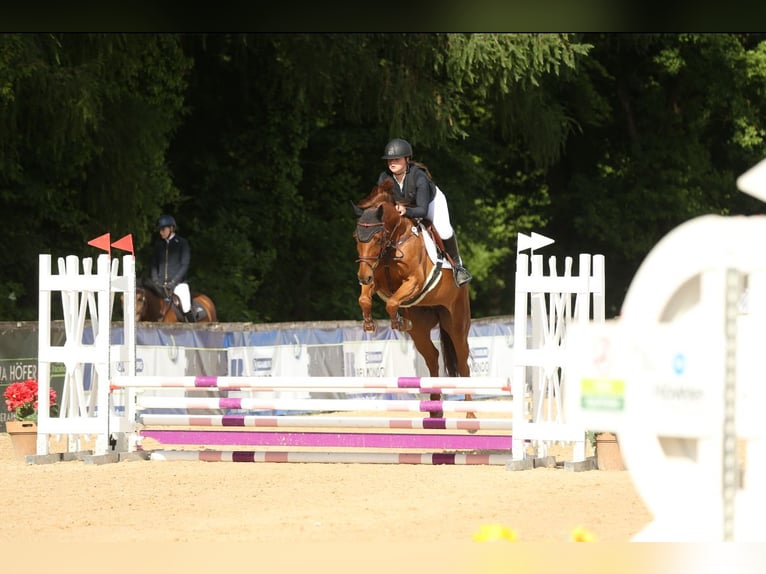 Holsteiner Jument 7 Ans 165 cm Alezan in Mintraching