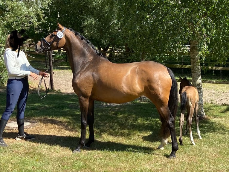 Holsteiner Jument 7 Ans 165 cm Bai brun in Stoltenberg