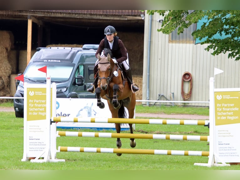 Holsteiner Jument 7 Ans 165 cm Bai in Norderstedt