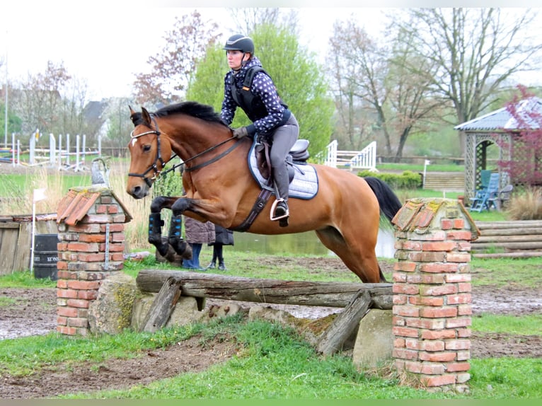Holsteiner Jument 7 Ans 165 cm Bai in Norderstedt