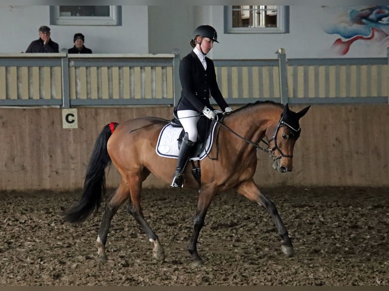 Holsteiner Jument 7 Ans 165 cm Bai in Norderstedt