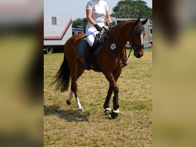 Holsteiner Jument 7 Ans 165 cm Bai in Grünental