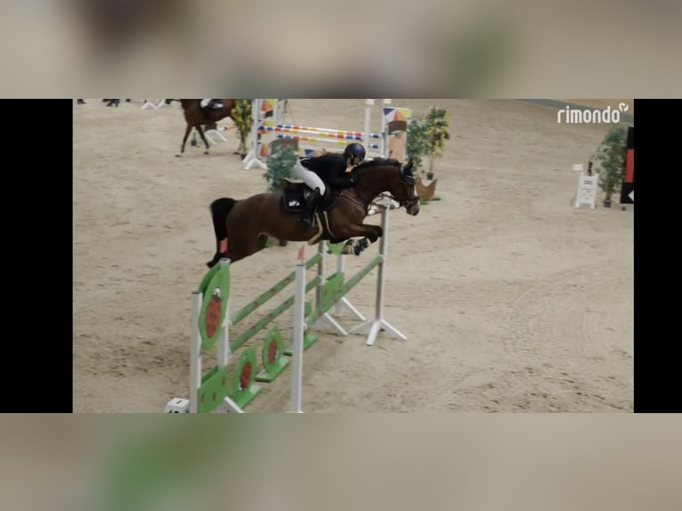 Holsteiner Jument 7 Ans 165 cm Bai in Gudensberg