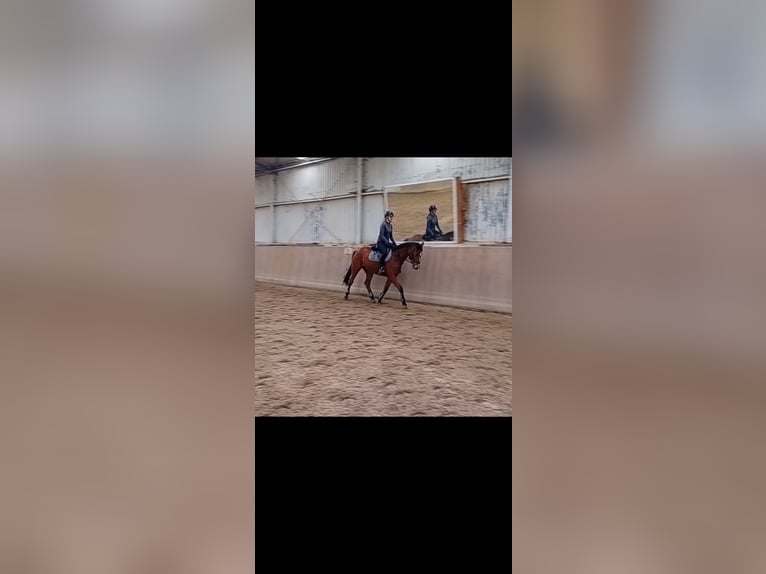 Holsteiner Jument 7 Ans 166 cm Bai in Jevenstedt