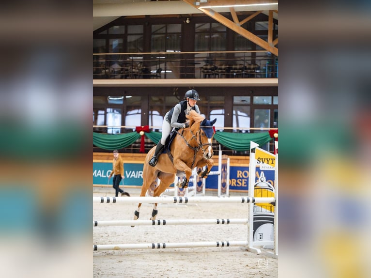 Holsteiner Jument 7 Ans 167 cm Alezan in Balkasodis, Alytus region