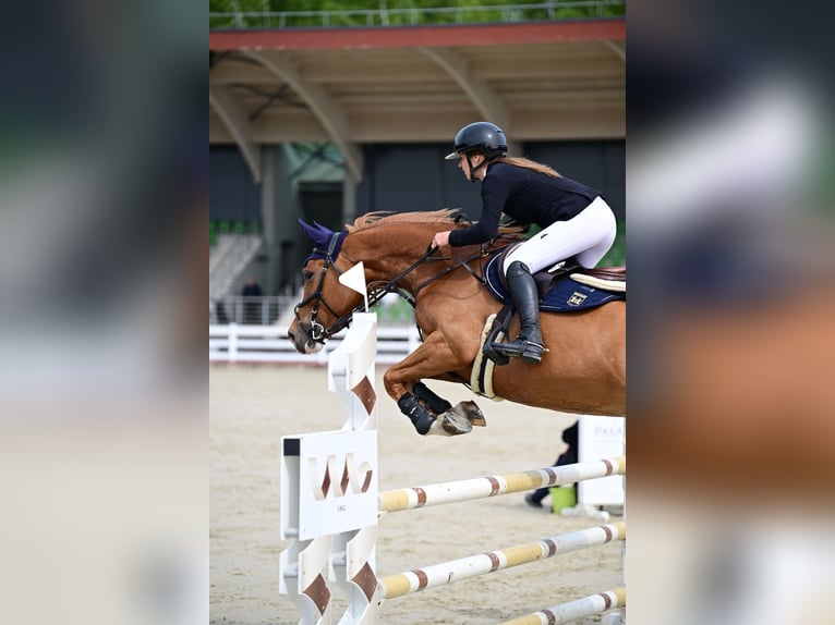 Holsteiner Jument 7 Ans 167 cm Alezan in Balkasodis, Alytus region