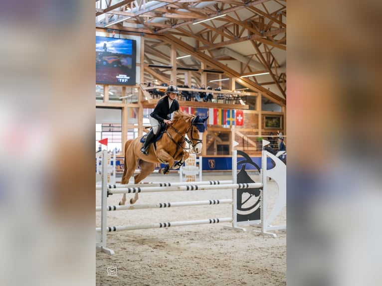 Holsteiner Jument 7 Ans 167 cm Alezan in Balkasodis, Alytus region