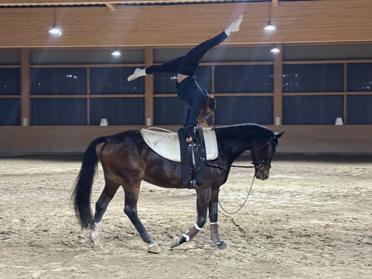 Holsteiner Jument 7 Ans 167 cm Bai brun foncé in Ganschow