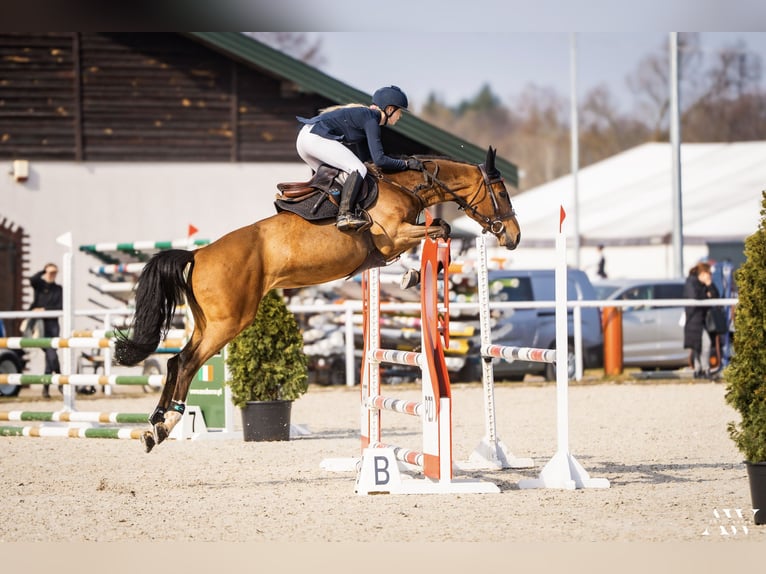 Holsteiner Jument 7 Ans 167 cm Bai cerise in Piaski