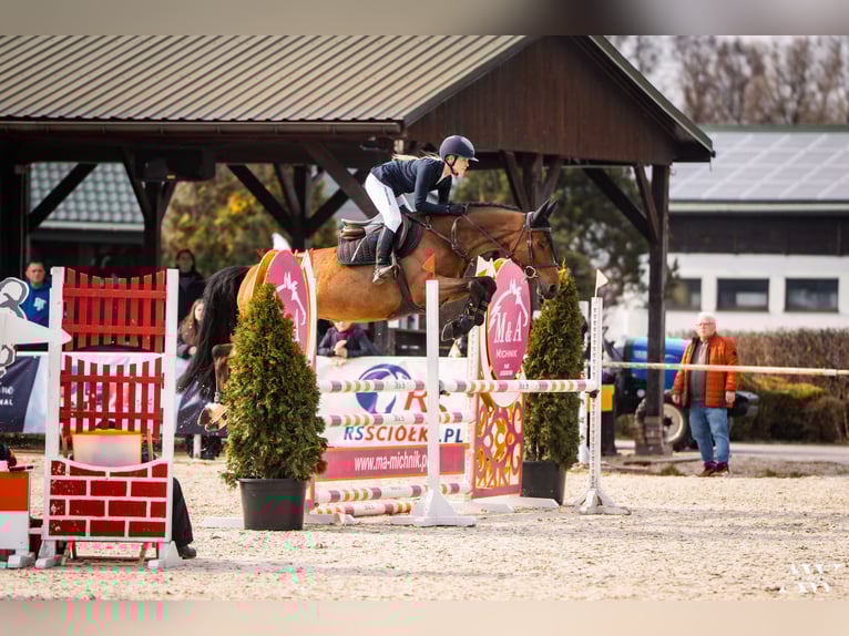 Holsteiner Jument 7 Ans 167 cm Bai cerise in Piaski