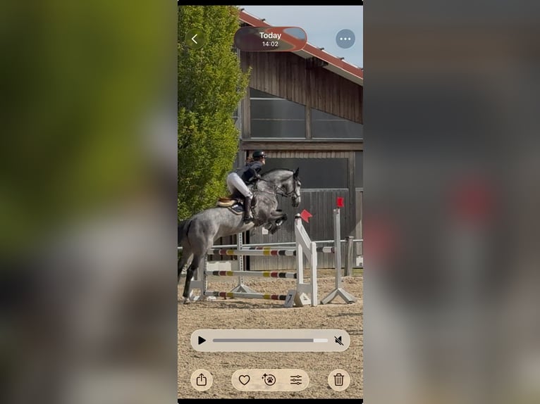 Holsteiner Jument 7 Ans 167 cm Gris pommelé in München