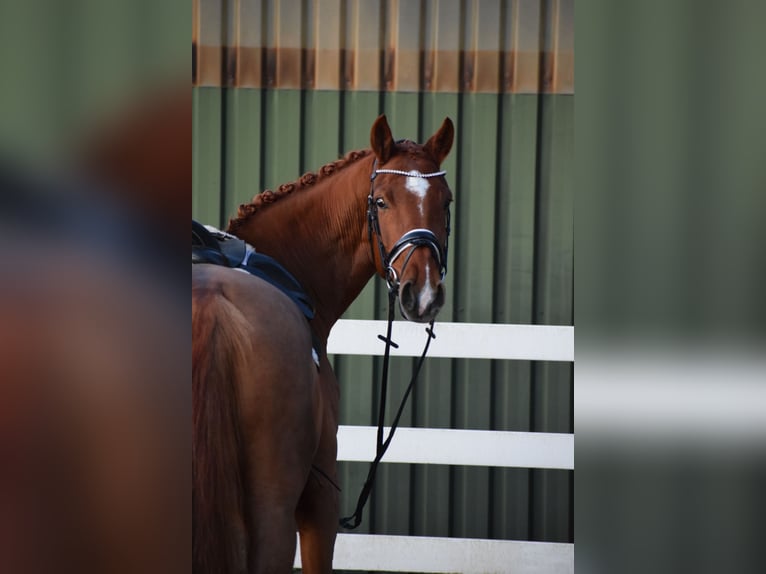 Holsteiner Jument 7 Ans 168 cm Alezan in D&#xE4;tgen