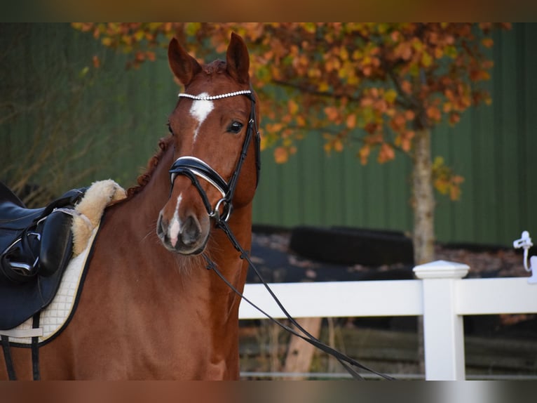 Holsteiner Jument 7 Ans 168 cm Alezan in D&#xE4;tgen