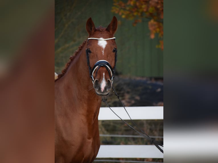 Holsteiner Jument 7 Ans 168 cm Alezan in D&#xE4;tgen