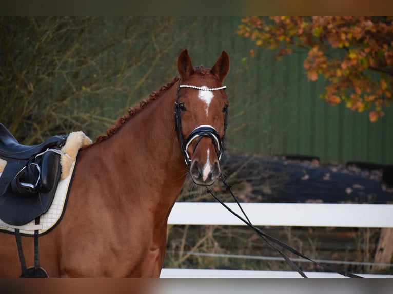 Holsteiner Jument 7 Ans 168 cm Alezan in D&#xE4;tgen