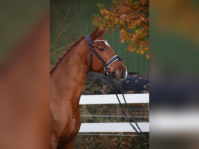 Holsteiner Jument 7 Ans 168 cm Alezan in D&#xE4;tgen