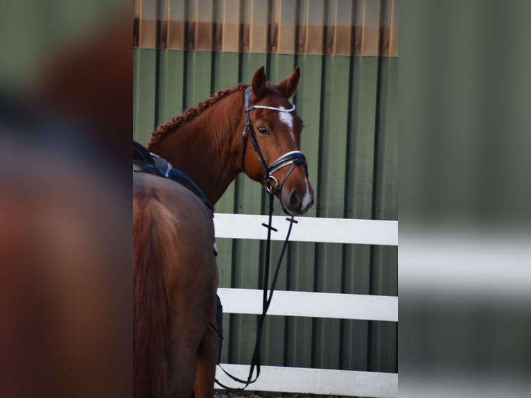 Holsteiner Jument 7 Ans 168 cm Alezan in D&#xE4;tgen