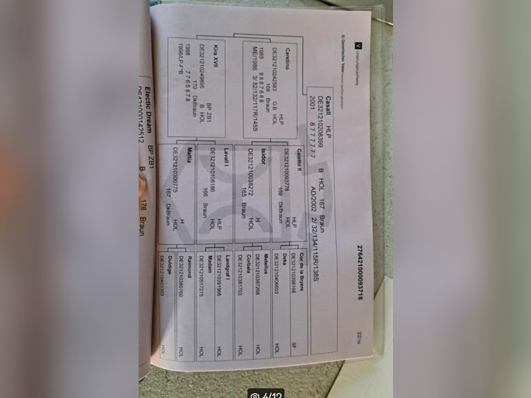 Holsteiner Jument 7 Ans 168 cm Bai brun in Sassen-Trantow