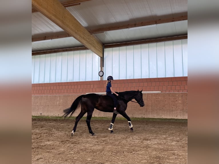Holsteiner Jument 7 Ans 168 cm Bai brun foncé in Bargenstedt