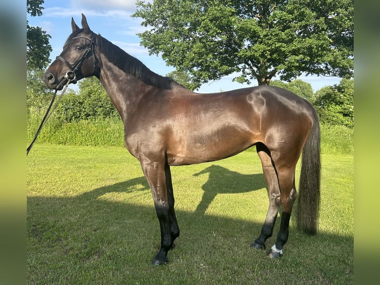 Holsteiner Jument 7 Ans 168 cm Bai brun foncé in Bargenstedt