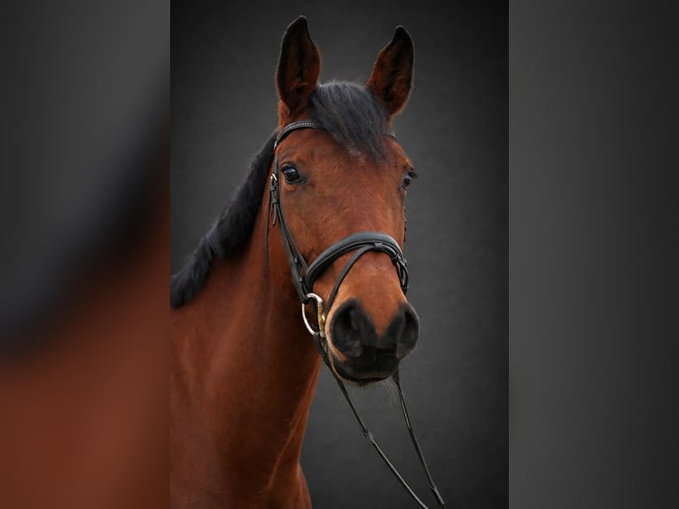 Holsteiner Jument 7 Ans 168 cm Bai in Kollmoor