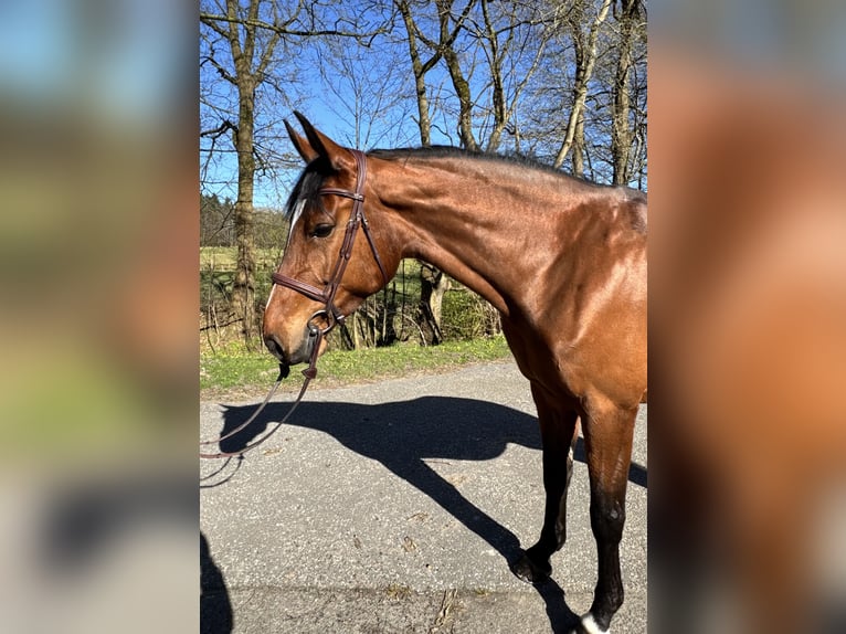 Holsteiner Jument 7 Ans 168 cm Bai in Oersdorf