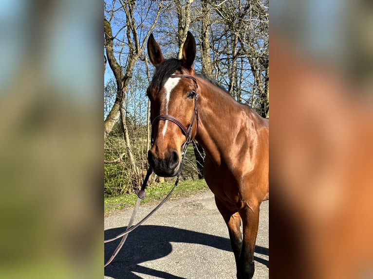 Holsteiner Jument 7 Ans 168 cm Bai in Oersdorf