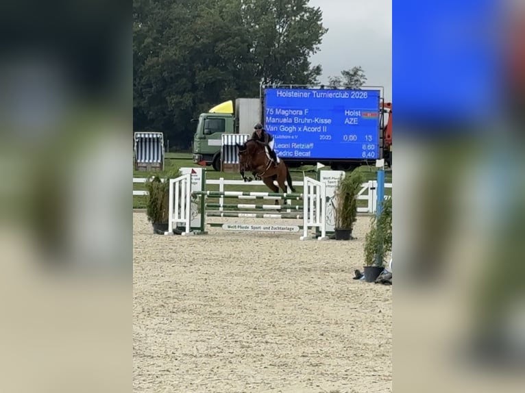 Holsteiner Jument 7 Ans 168 cm Bai in Lutzhorn