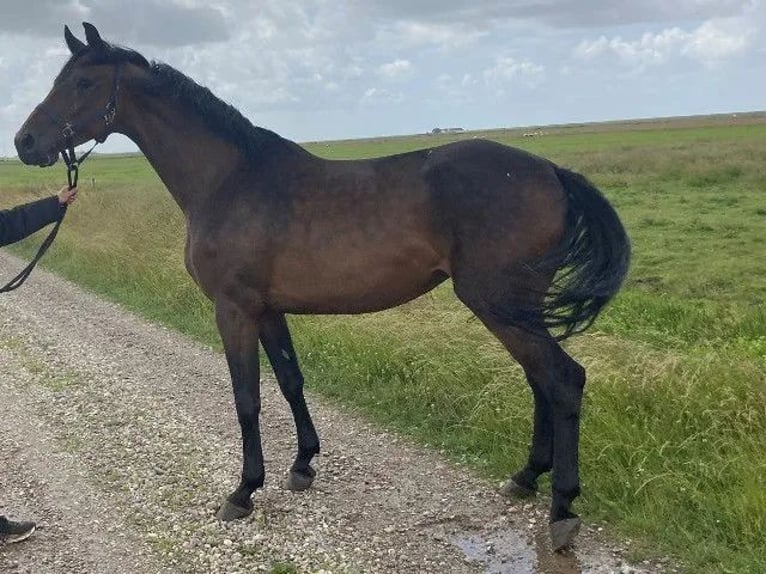 Holsteiner Jument 7 Ans 168 cm Bai in Süderlügum