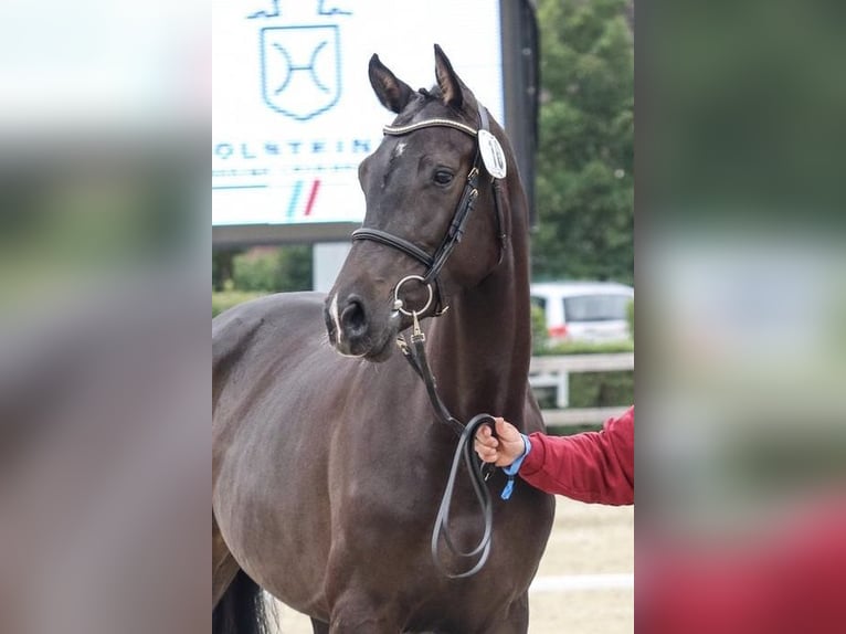 Holsteiner Jument 7 Ans 169 cm Bai brun foncé in Averlak