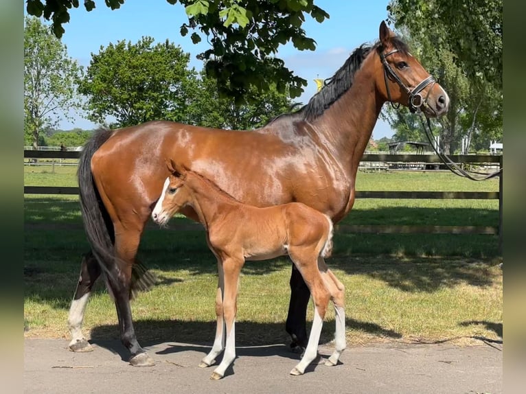 Holsteiner Jument 7 Ans 169 cm Bai in Weyhe