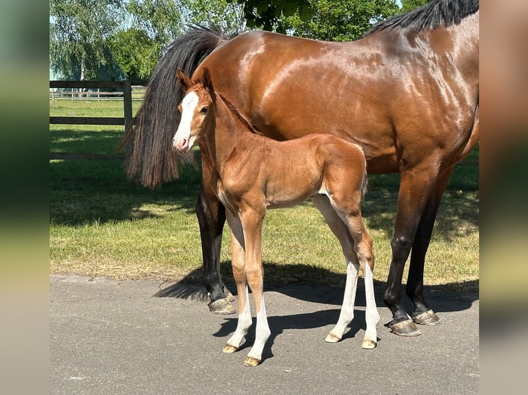 Holsteiner Jument 7 Ans 169 cm Bai in Weyhe