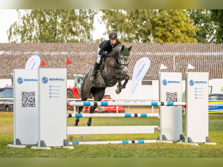 Holsteiner Jument 7 Ans 169 cm Gris in Wittingen